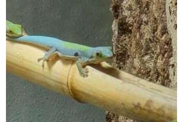Geckos kaufen und verkaufen Photo: Phelsuma parva/ CF drosivitatta 0.1