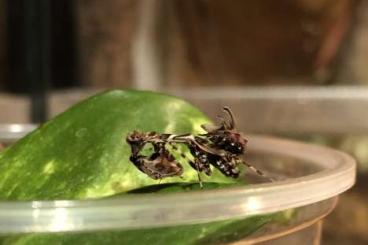 Insects kaufen und verkaufen Photo: Biete Citharomantis falcata Pärchen