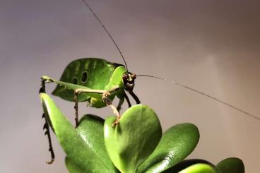 Insects kaufen und verkaufen Photo: Biete Ancylecha und Citharomantis