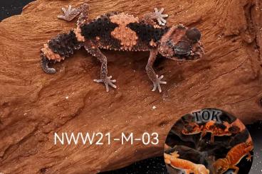 Geckos kaufen und verkaufen Foto: Nephrurus levis levis & Nephrurus Wheeleri Wheeleri 