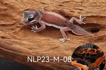 Geckos kaufen und verkaufen Photo: Nephrurus levis levis & Nephrurus Wheeleri Wheeleri