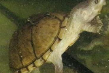 Turtles kaufen und verkaufen Photo: Zuchttrio Sternotherus carinatus