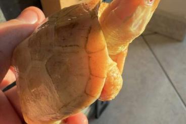 Landschildkröten kaufen und verkaufen Foto: Young male Reevesii albino for Verona Landschildkröten kaufen und verkaufen Foto: Young male Reevesii albino for Verona