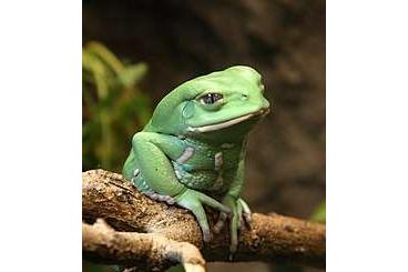 frogs kaufen und verkaufen Photo: grenouille Phyllomedusa sauvagii