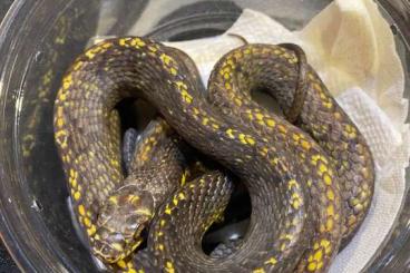 Schlangen kaufen und verkaufen Foto: Last snakes availables, Hamm and Houten delivery