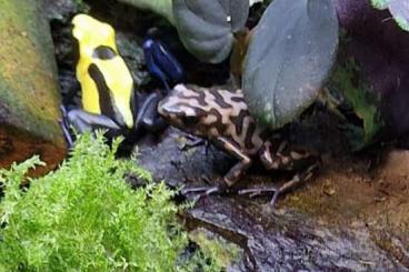 Poison dart frogs kaufen und verkaufen Photo: Dendrobaten nur für Hamm !