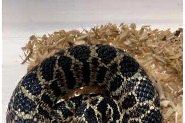 Schlangen kaufen und verkaufen Foto: Xenodon dorbignyi südamerikanische Hognose