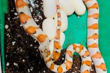 Schlangen kaufen und verkaufen Foto: Lampropeltis mexicana super hypo