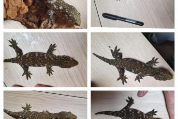 Geckos kaufen und verkaufen Foto: Rhacodactylus leachianus  GT -  Koghis   CB 23  -  20.20.