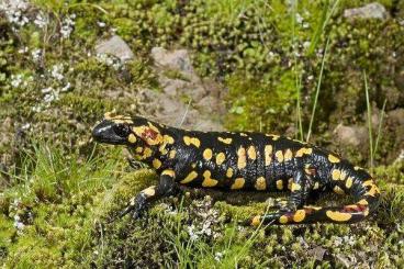 Schwanzlurche kaufen und verkaufen Foto: Looking for females Salamandra salamandra morenica