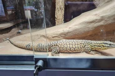 Lizards kaufen und verkaufen Photo: verkaufe einen stachelschwanzwaran 