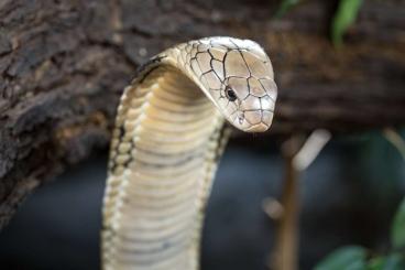 Giftschlangen kaufen und verkaufen Foto: 1.1 Ophiophagus hannah - King Cobra (China locality)
