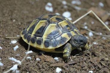 Landschildkröten kaufen und verkaufen Foto: Testudo Hermanni Boetgeri