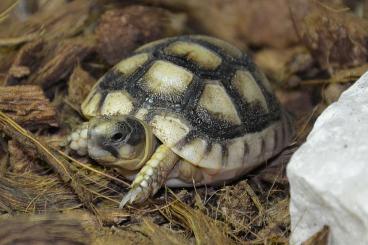 Landschildkröten kaufen und verkaufen Foto: Testudo Marginata - hatched 2023