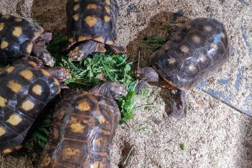 Landschildkröten kaufen und verkaufen Foto: 2,3 Chelonoidis carbonarius