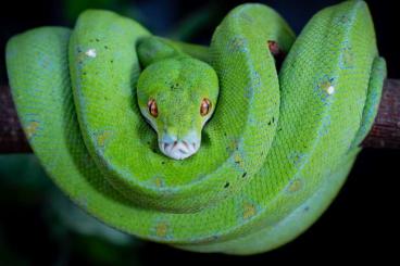 Snakes kaufen und verkaufen Photo: Morelia Viridis Female 2022