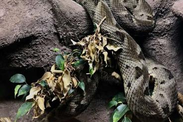 Venomous snakes kaufen und verkaufen Photo: Bothrops moojeni female looking for new home