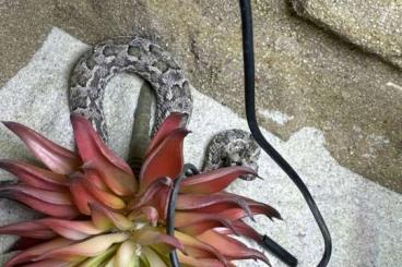 Venomous snakes kaufen und verkaufen Photo: Bitis armata NZ 20 1-0 Hermanus 