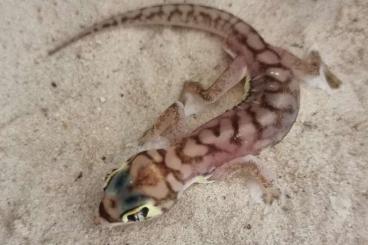 Geckos kaufen und verkaufen Foto: Angulifer, cinctus, rangei 