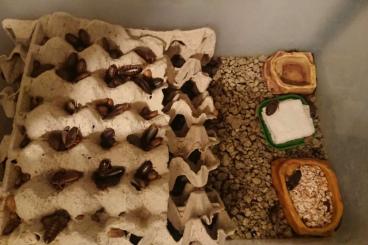 Insekten kaufen und verkaufen Foto: B. Dubia Kolonie abzugeben 