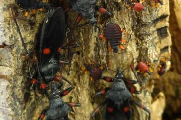 Insects kaufen und verkaufen Photo: Platymeris laevicollis NZ23
