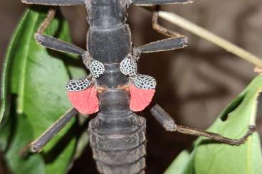 Insects kaufen und verkaufen Photo: PSG 270 Peruphasma schultei red  Rotgeflügelte Samtschrecken