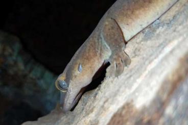 Geckos kaufen und verkaufen Photo: Ich gebe 1.0 Correlophus Sarasinorum ab.