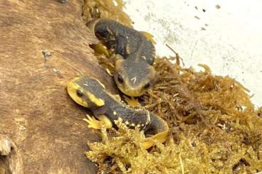 frogs kaufen und verkaufen Photo: Available for Hamm in March