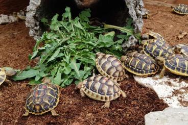 Landschildkröten kaufen und verkaufen Foto: Testudo                              