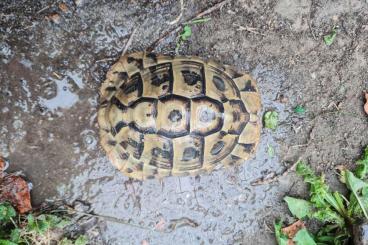 Landschildkröten kaufen und verkaufen Foto: THB 1,0 von 2014 abzugeben Landschildkröten kaufen und verkaufen Foto: THB 1,0 von 2014 abzugeben