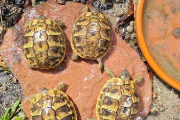 Schildkröten kaufen und verkaufen Foto: Noch 4 NZ von 2024 Testudo hermanni hercegovinensis Schildkröten kaufen und verkaufen Foto: Noch 4 NZ von 2024 Testudo hermanni hercegovinensis