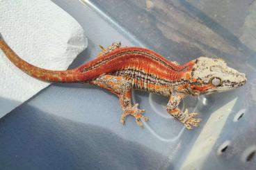 Geckos kaufen und verkaufen Foto: 1.3 GARGOYLE GECKO (Rhacodactylus Auriculatus) Geckos kaufen und verkaufen Foto: 1.3 GARGOYLE GECKO (Rhacodactylus Auriculatus)