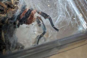 - bird spiders kaufen und verkaufen Photo: Dolichothele rufoniger 2.0