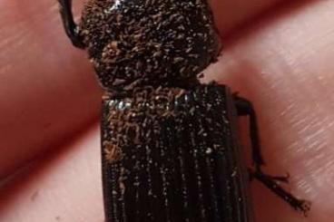 Insects kaufen und verkaufen Photo: Looking for Passalidae alive