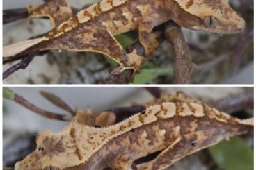 Geckos kaufen und verkaufen Foto: Kronengecko || Crested Gecko 