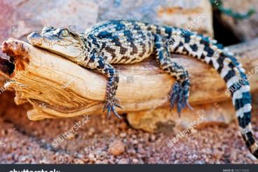 other lizards kaufen und verkaufen Photo: Crocodylus siamensis looking for 
