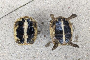 Landschildkröten kaufen und verkaufen Foto: 2 Griechische Landschildkröten, Testudo hermanni 