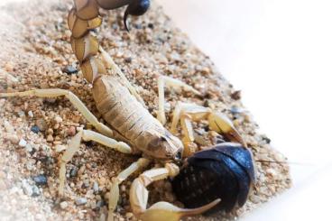 Scorpions kaufen und verkaufen Photo: Verschiedene Skorpione zu verkaufen 