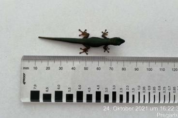 Geckos kaufen und verkaufen Photo: Lygodactylus Williamsi Männchen - Österreich (Linz/Oberösterreich)