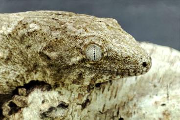 Geckos kaufen und verkaufen Foto: Leachianus Pine Island 1.2