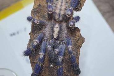 Vogelspinnen kaufen und verkaufen Foto: Asian&African tarantulas. Females, males, slings. Shipping to EU
