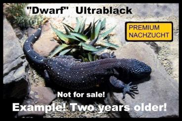 Echsen kaufen und verkaufen Foto: ⚠️GELEGENHEIT⚠️ 1,1 Heloderma horridum "Dwarf-Ultrablack" ⚠️Holdback⚠️ Echsen kaufen und verkaufen Foto: ⚠️GELEGENHEIT⚠️ 1,1 Heloderma horridum "Dwarf-Ultrablack" ⚠️Holdback⚠️