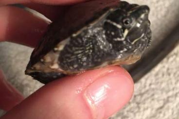 Sumpfschildkröten kaufen und verkaufen Foto: Sternotherus odoratus Nachzuchten zu verkaufen