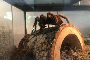 Spiders and Scorpions kaufen und verkaufen Photo: Vogelspinnen und Scorpion abzugeben 