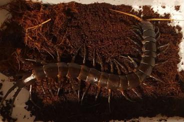 Spiders and Scorpions kaufen und verkaufen Photo: Rare New Scolopendra : Scolopendra sp Buton Island/Sulawesi Black 