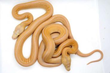 Pythons kaufen und verkaufen Foto: Malayopython Reticulatus Morphs