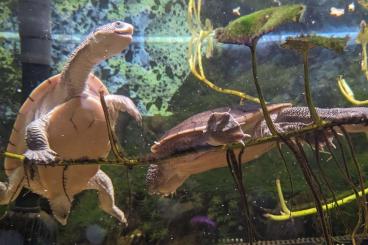 Sumpfschildkröten kaufen und verkaufen Foto: 2,0 Chelodina novaeguineae (gunaleni)