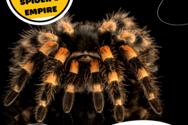 Spinnen und Skorpione kaufen und verkaufen Foto: WEINSTADT 21.10 - SMALL BULK / BULK OFFER !!!