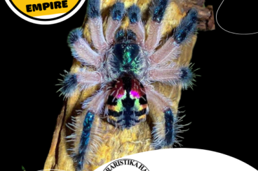 Spiders and Scorpions kaufen und verkaufen Photo: Hamm Show PREORDER ;) Typhochlaena Costae and others!