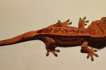 Geckos kaufen und verkaufen Foto:  Crasted Geckos, Kronengecko with DELIVER to DE/NL/BE - HOUTEN 17.04